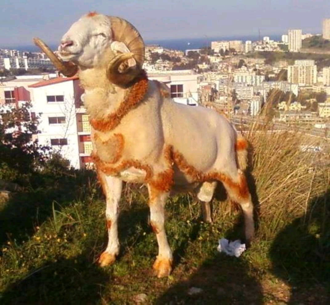 اقوى كبش مصارعة  la cible