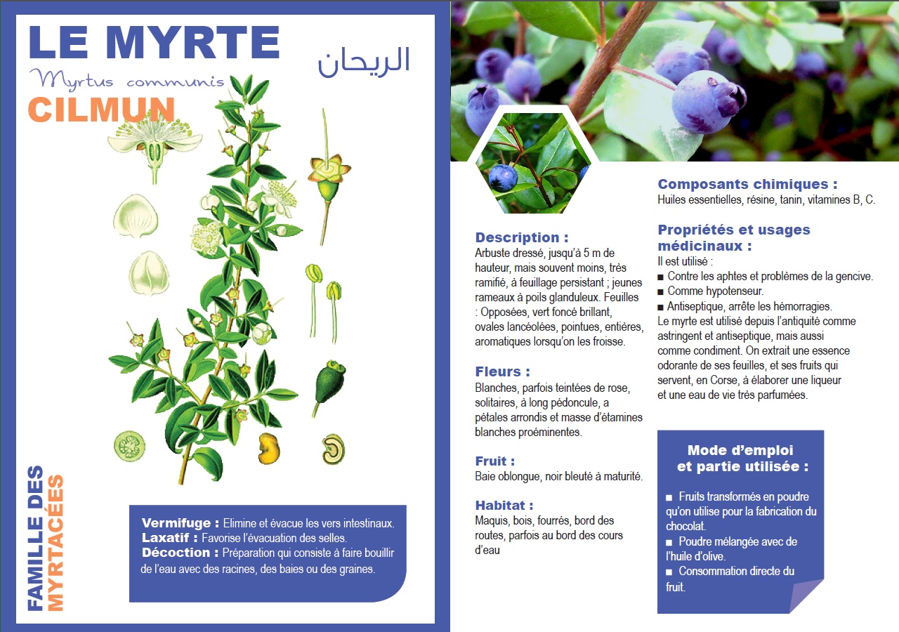 LE MYRTE  Myrtus communis  الريحان