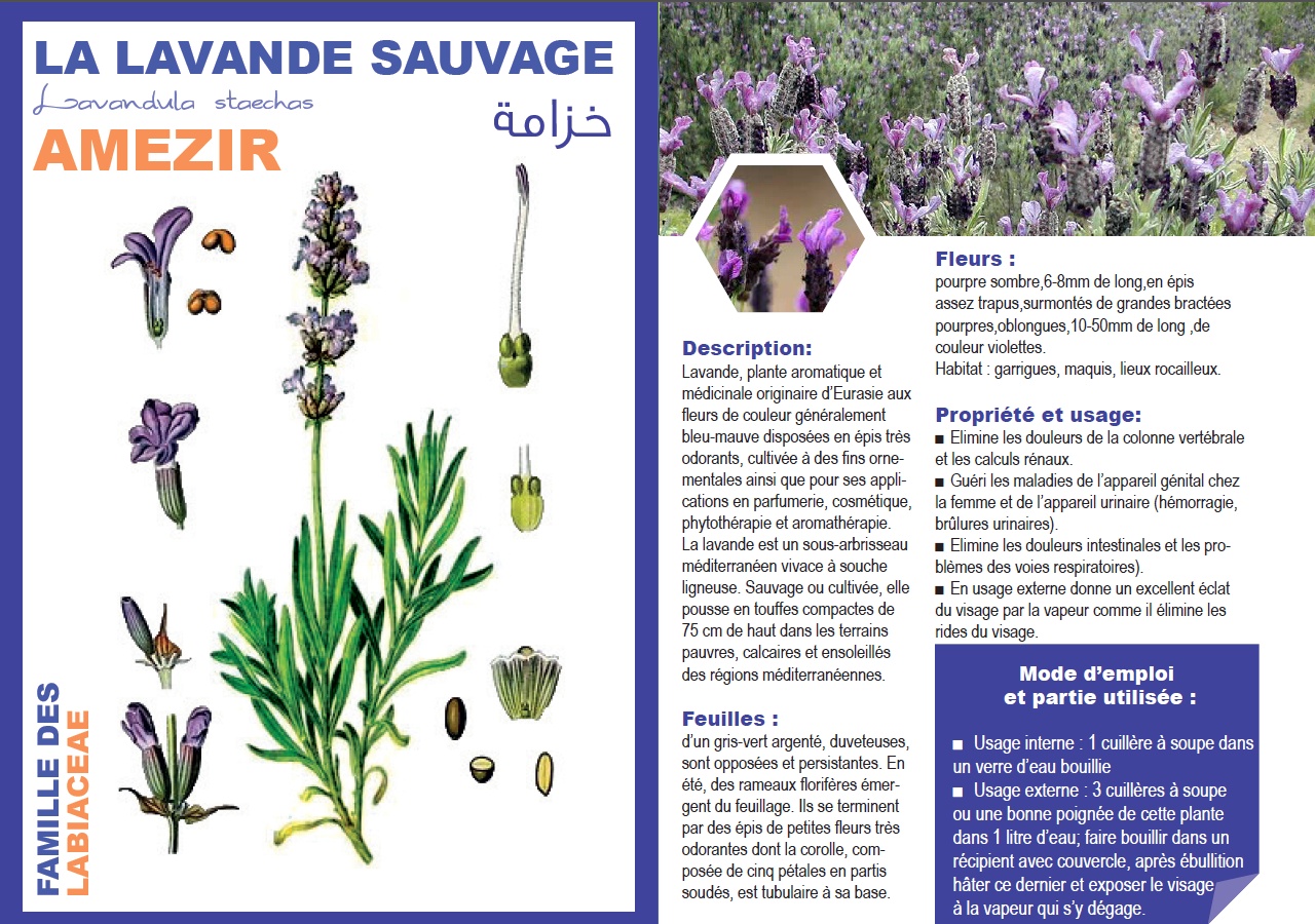 LA LAVANDE SAUVAGE Lavandula staechas خزامة