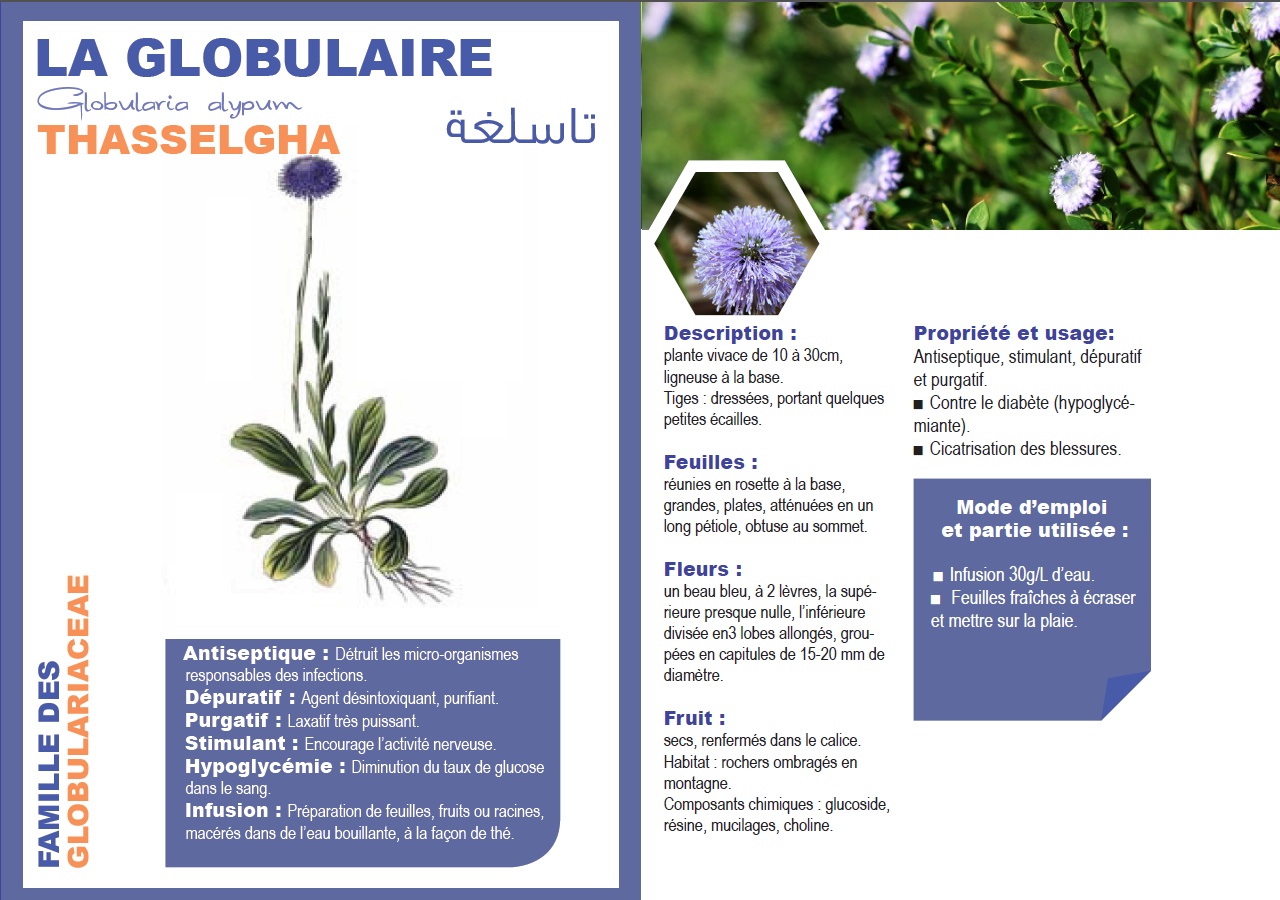 LA GLOBULAIRE Globularia alypum تاسلغة