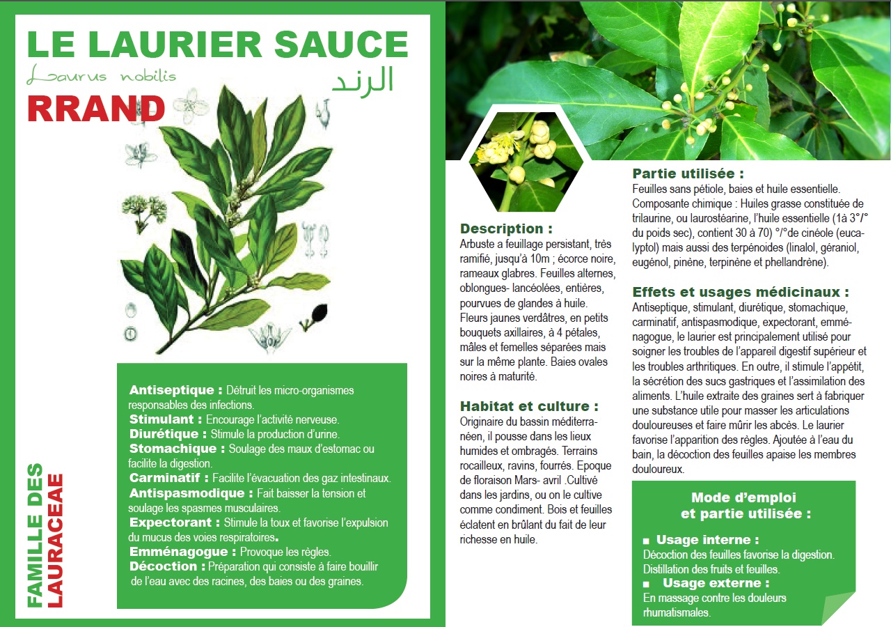 LE LAURIER SAUCE Laurus nobilis  RRAND الرند