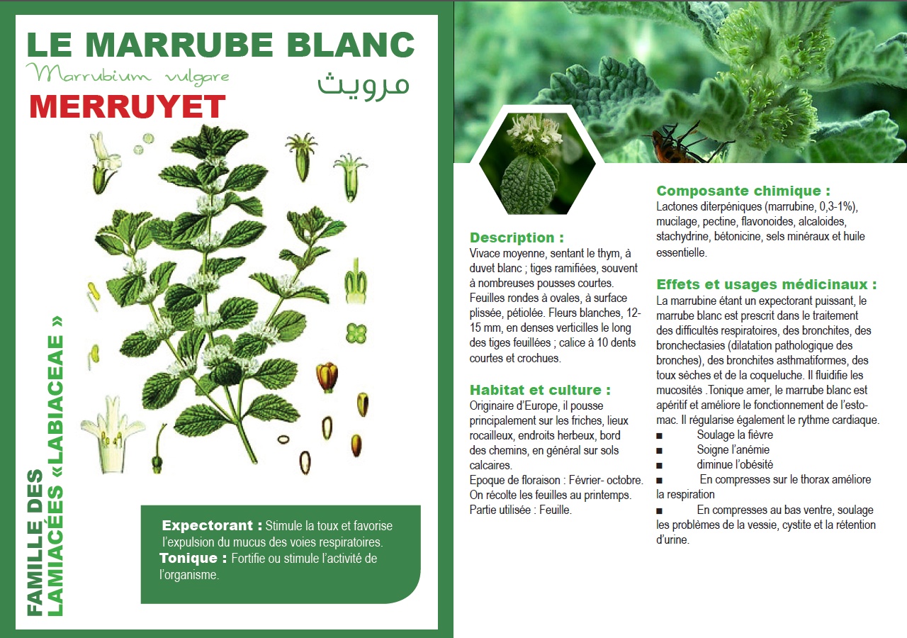 LE MARRUBE BLANC Marrubium vulgare MERRUYET مرويث