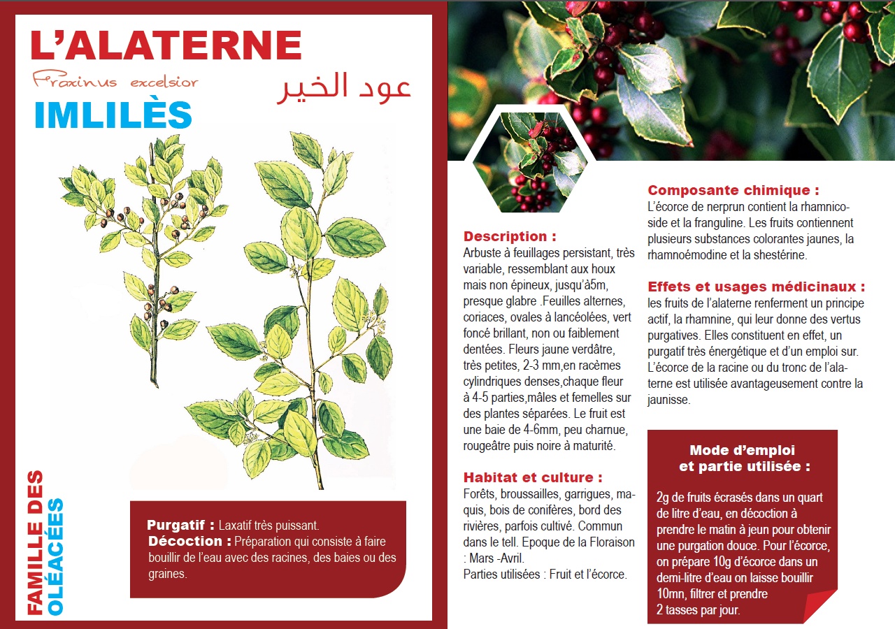 L’ALATERNE Fraxinus excelsior IMLILÈS عود الخير