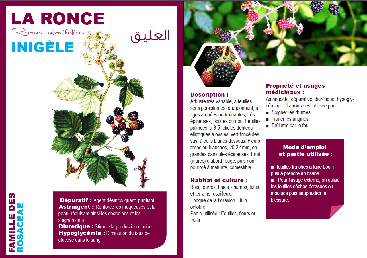 LA RONCE Rubus ulmifolius INIGÈLE العليق