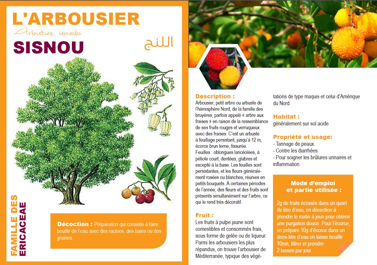 L'ARBOUSIER Arbutus unedo SISNOU اللنج