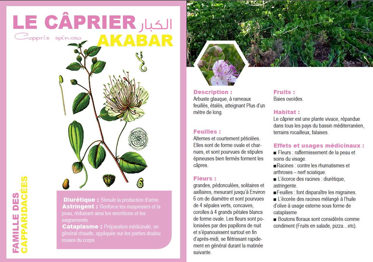 LE CÂPRIER Cappris spinosa AKABAR الكبار