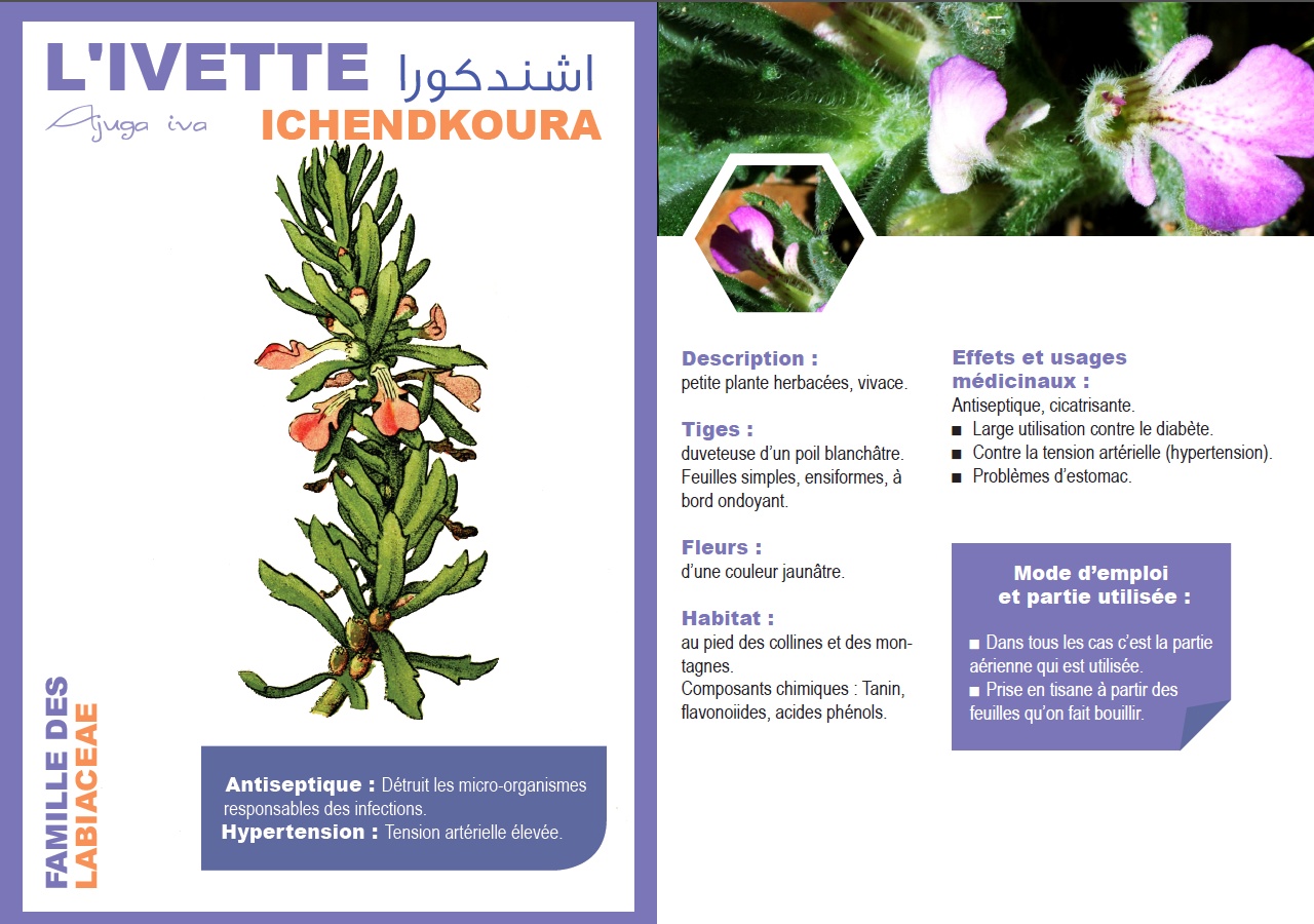 L'IVETTE Ajuga iva ICHENDKOURA اشندكورا