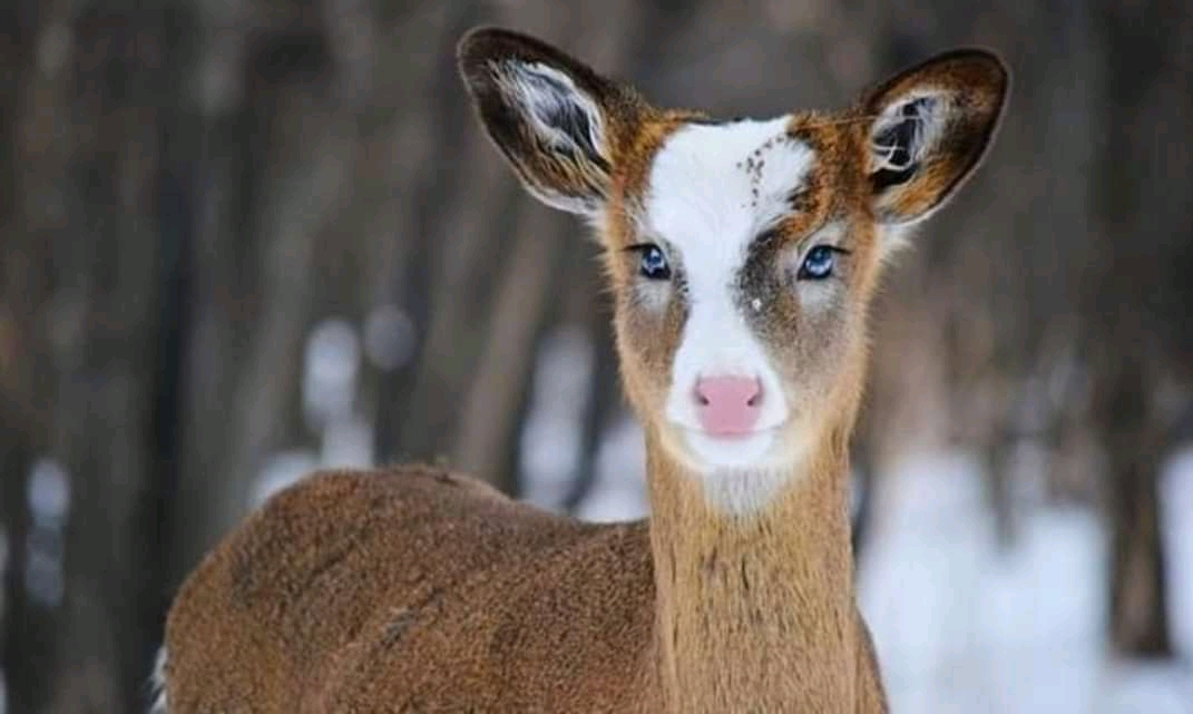 اجمل غزال رأته العين