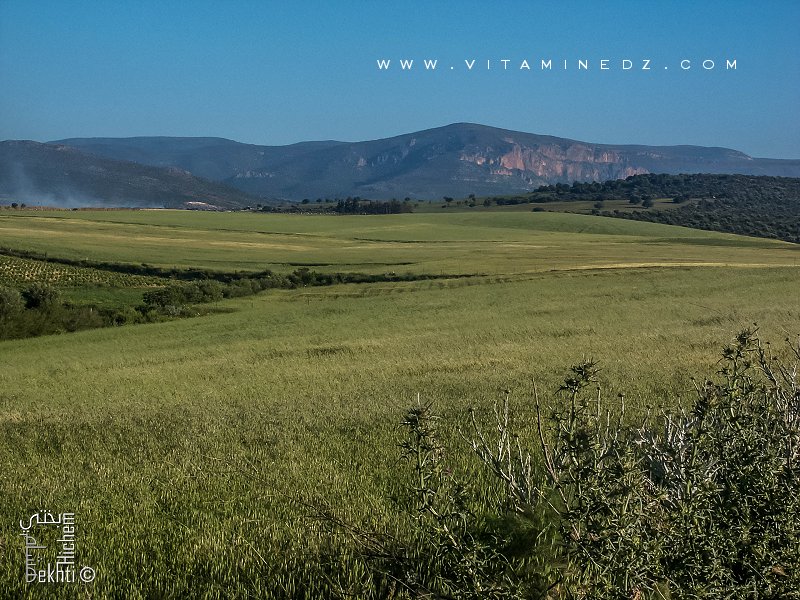 Amieur (wilaya de Tlemcen) région agro-pastorale