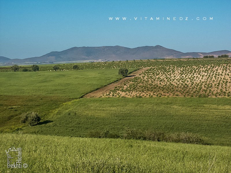 Commune agro pastorale de Amieur (wilaya de Tlemcen) avec ses prairies et ses fermes coloniales