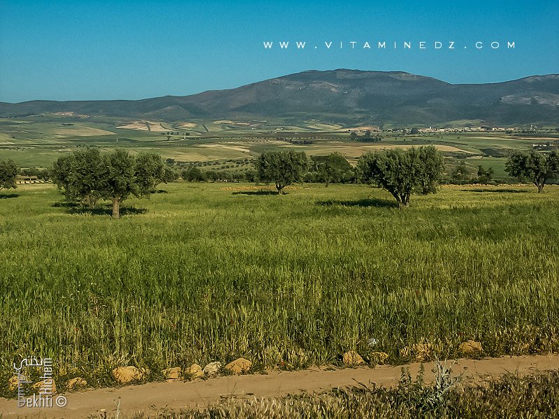 Commune de Amieur (wilaya de Tlemcen) céréaliculture et arboriculture en abondance
