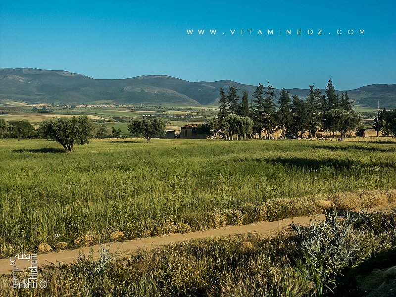 Champs de céréales et oliveraies de la Commune de Amieur (wilaya de Tlemcen)