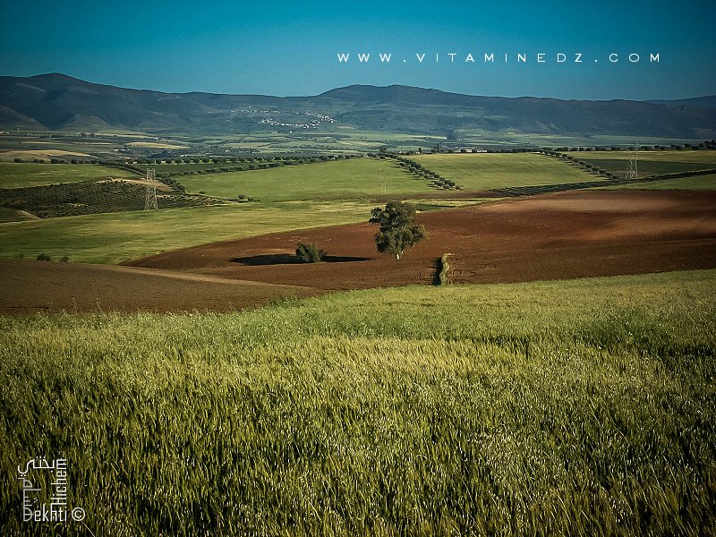 Amieur (wilaya de Tlemcen) avec ses champs de blé et ses oliviers