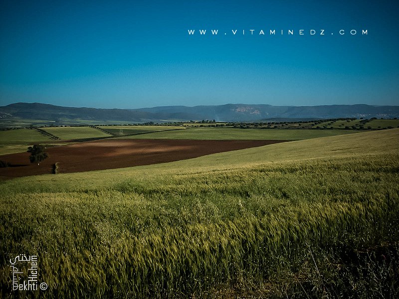 Commune d'Amiyar (wilaya de Tlemcen) avec ses champs de blé et ses oliviers