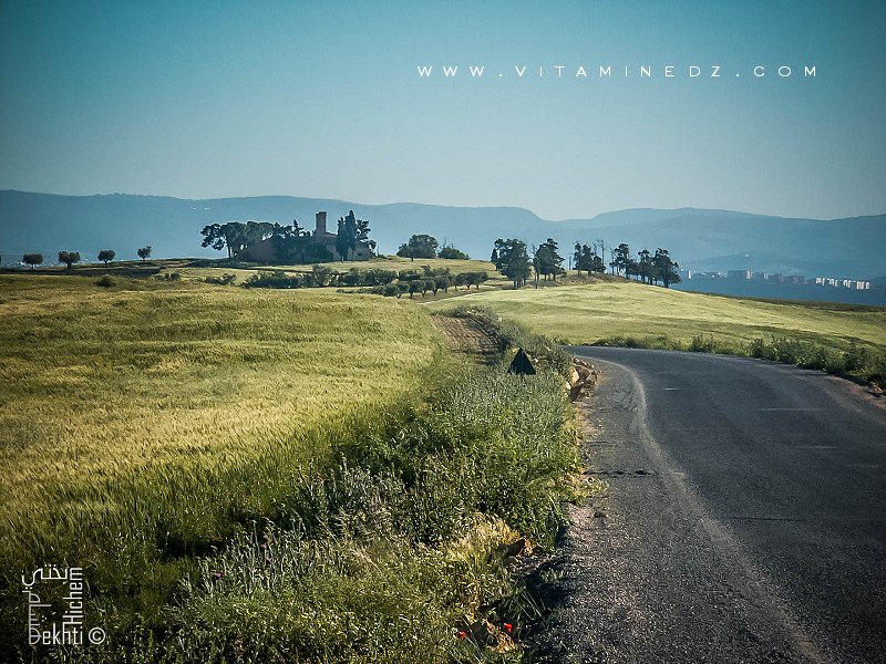 Route de Amieur (wilaya de Tlemcen) avec ses champs de blé