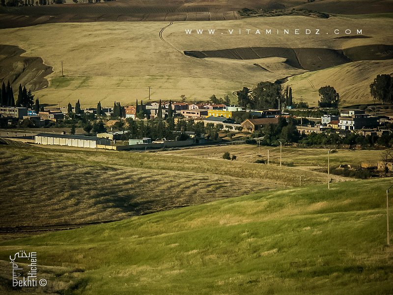 Village de Amieur (wilaya de Tlemcen) entouré de champs de blé