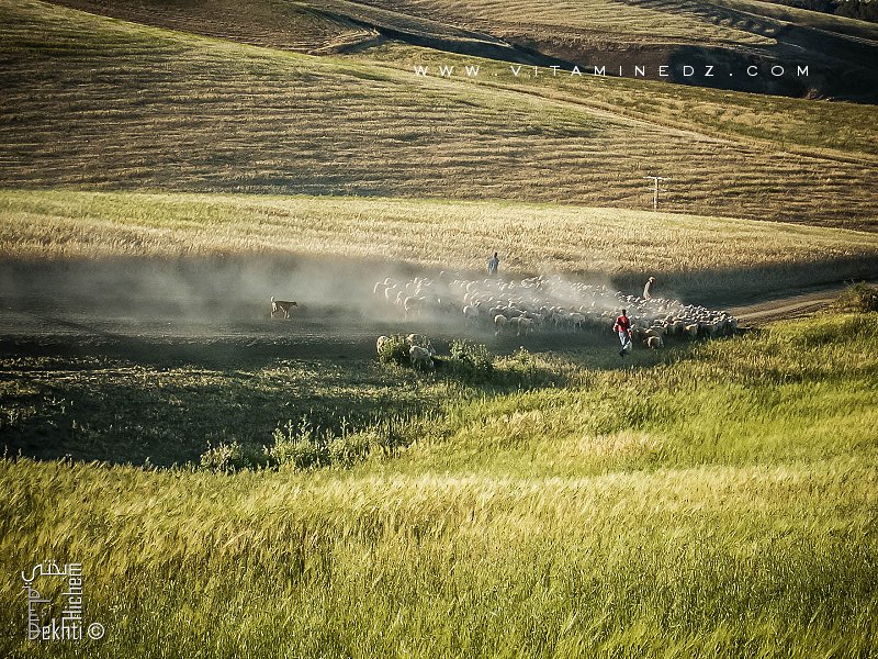 Bergers menant troupeau vers Amieur (wilaya de Tlemcen)
