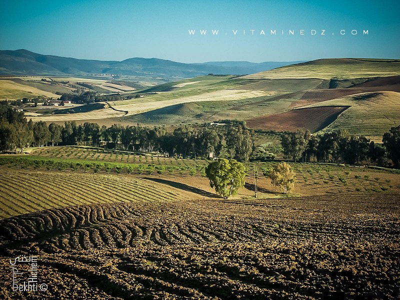 Commune de Bensekrane (wilaya de Tlemcen) céréaliculture en abondance