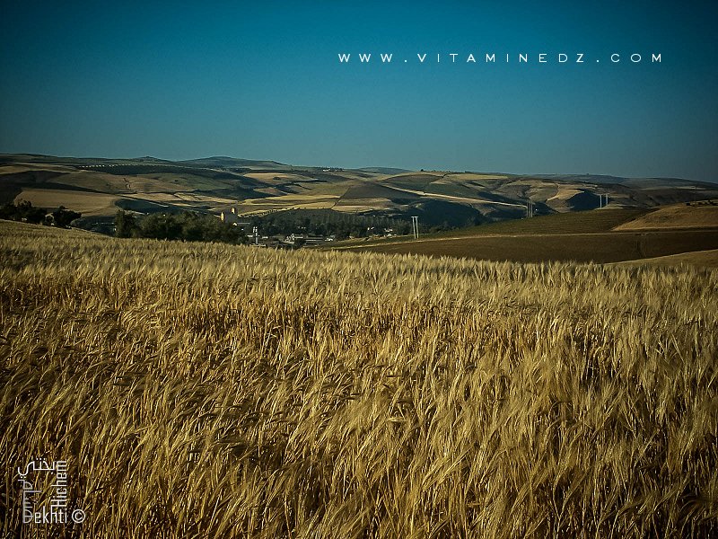 Région deBensekrane (wilaya de Tlemcen) région agro pastorale par excellence