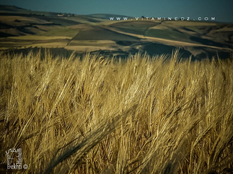 Blé, seigle, avoine Région de Bensekrane (wilaya de Tlemcen) région agro pastorale par excellence