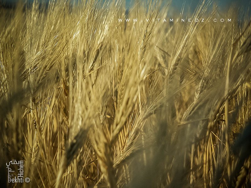 Le blé de Bensekrane