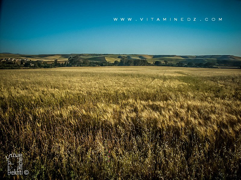 TLEMCEN: Le déficit pluviométrique hypothèque la récolte céréalière