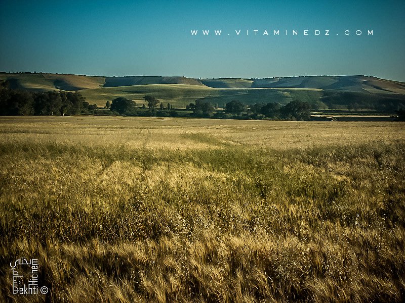Région de Bensekrane (wilaya de Tlemcen) région agro pastorale par excellence