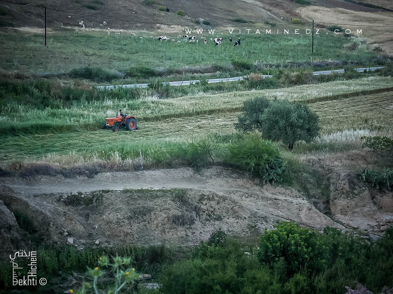 Commune d'El Fhoul (Tlemcen) région semi agricole