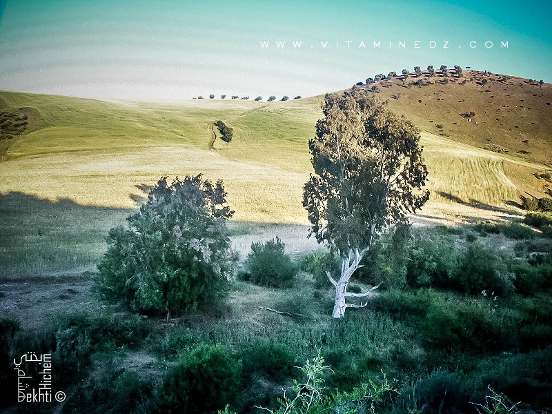 Commune d'El Fhoul (Tlemcen) région semi agricole