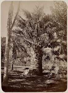 Oasis des Zibans (Photo rare)