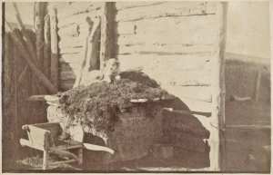 Mon chien de garde à Djelfa. 1886 (Photo rare)