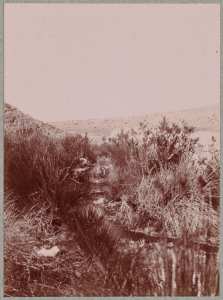 Bou-Hanifia : la même [source] vue de plus près (Photo rare)