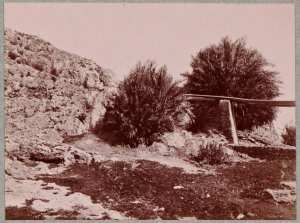 Bou-Hanifia : source principale derrière le palmier central ; à droite la canalisation à ciel ouvert (Photo rare)