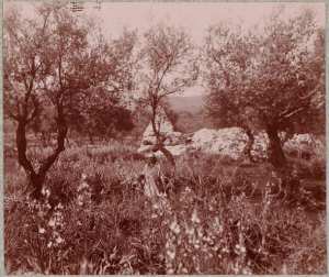 Hammam-Meskoutine. Dépôts calcaires (Photo rare)