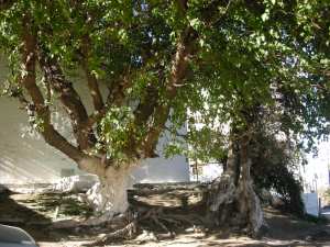 سيدي الداوودي بن نصر ت402هـ/م1011