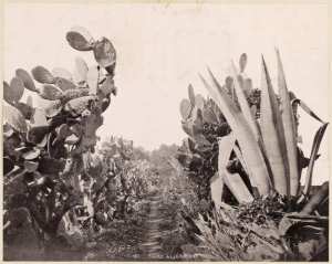 Flore algérienne (Photo rare)