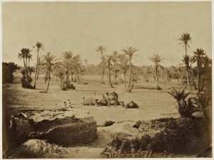 Halte de chameaux dans le désert (Biskra) (Photo rare)