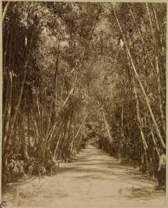[Alger. Une allée du Jardin d'essai] (Photo rare)