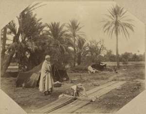 Un tisserand arabe (Photo rare)