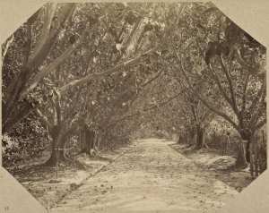 L'Allée des Ficus. Jardin d'essai (Photo rare)