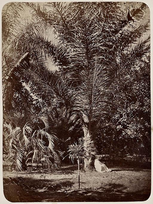 Oasis des Zibans (Photo rare)