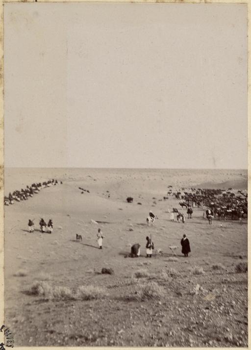 [Campement de la colonne de Hassi Bel Héirane du capitaine Pujat chargé de la construction du Fort Lallemand] : halte entre Hassi-Bou-Larrouah et Hassi-baoud-ech-Cheikh] (Photo rare)