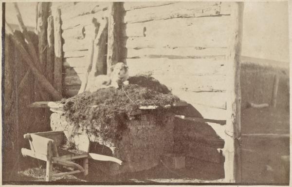 Mon chien de garde à Djelfa. 1886 (Photo rare)