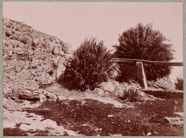 Bou-Hanifia : source principale derrière le palmier central ; à droite la canalisation à ciel ouvert (Photo rare)