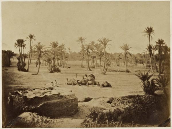 Halte de chameaux dans le désert (Biskra) (Photo rare)