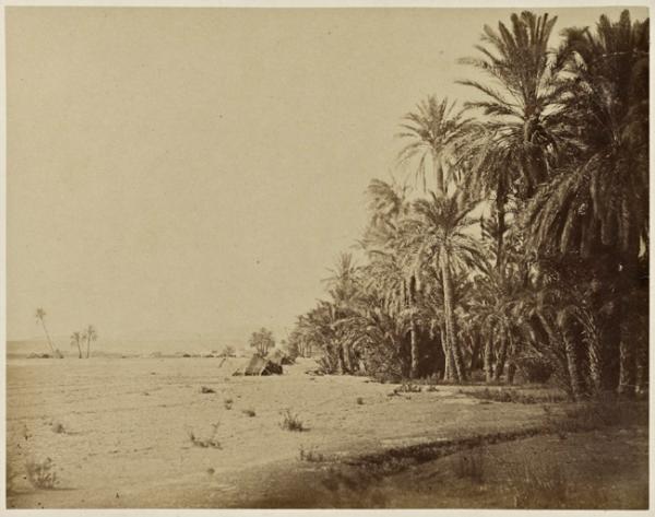 Palmiers et tentes, oasis de Biskra, Sahara (Photo rare)