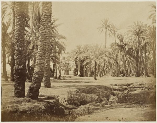 Palmiers, oasis de Biskra, Sahara (Photo rare)