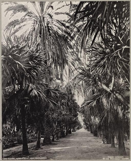 Alger. Jardin d'essai. Allée des Palmiers (Photo rare)