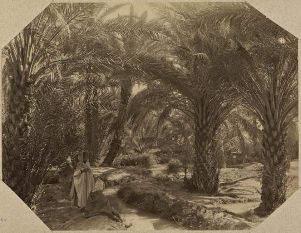 Jardin de Biskra (Photo rare)