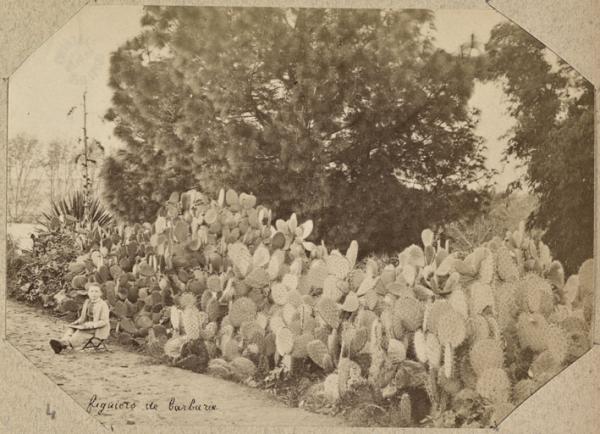 Figuiers de barbarie (Photo rare)